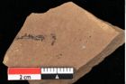 Foto (Detailansicht) von Glyptostrobus ungeri Heer (NHMW-GEO-2024-0188-0183)